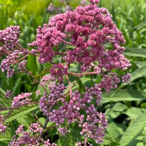 Eutrochium fistulosum 'JoJo'